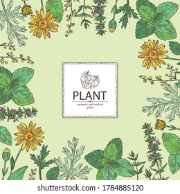 Background with perfumery, cosmetics and medical plant: arnica montana flowers, wormwood flowers, melissa plant and hyssopus officinalis. Vector hand drawn illustration