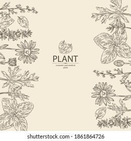 Background with perfumery, cosmetics and medical plant: arnica montana flowers, wormwood flowers, melissa plant and hyssopus officinalis. Vector hand drawn illustration