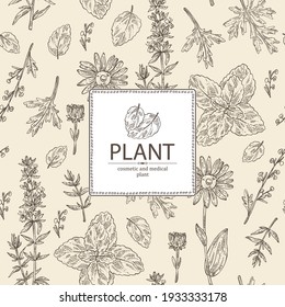 Background with perfumery, cosmetics and medical plant: arnica montana flowers, wormwood flowers, melissa plant and hyssopus officinalis. Vector hand drawn illustration