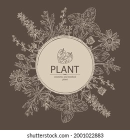 Background with perfumery, cosmetics and medical plant: arnica montana flowers, wormwood flowers, melissa plant and hyssopus officinalis. Vector hand drawn illustration