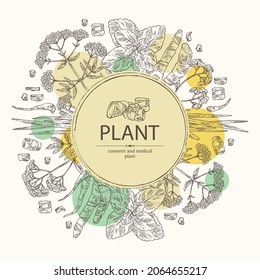Background with perfumery, cosmetics and medical plant: tansy flowers, plant and root of acorus calamus,  melissa plant and valeriana flower and root. Vector hand drawn illustration