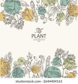 Antecedentes com perfumaria e plantas médicas: alangium chinense, mucuna pruriens, phyllanthus niruri, wikstroemia indica. Ilustração desenhada à mão vetorial.
