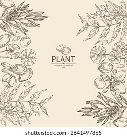 Background with perfumery and medical plants: argan nuts, gotu kola, neem, tea tree. Vector hand drawn illustration.