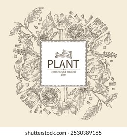 Fondo con perfumería y plantas medicinales: naranja amarga, fruta de bigaradia, viola odorata, planta de amyris, magnolia champaca. Vector dibujado a mano ilustración.