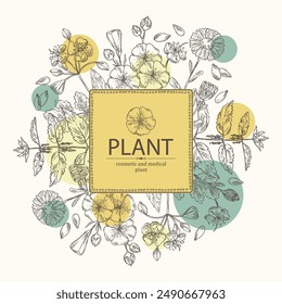 Background with perfumery and medical plants: celandine flowers, calendula, nettle, flax. Vector hand drawn illustration.