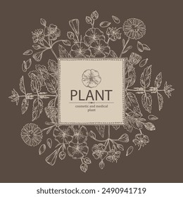 Background with perfumery and medical plants: celandine flowers, calendula, nettle, flax. Vector hand drawn illustration.