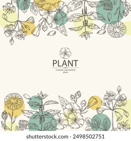 Background with perfumery and medical plants: celandine flowers, calendula, nettle, flax. Vector hand drawn illustration.