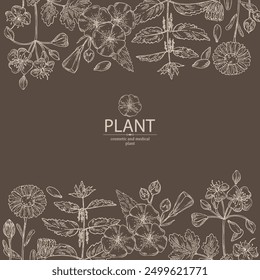 Background with perfumery and medical plants: celandine flowers, calendula, nettle, flax. Vector hand drawn illustration.