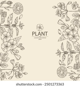 Background with perfumery and medical plants: celandine flowers, calendula, nettle, flax. Vector hand drawn illustration.