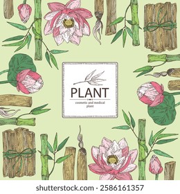 Background with perfumery and medical plants: lotus flower, bamboo, palo santo sticks. Vector hand drawn illustration.