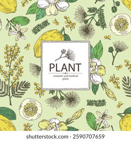 Background with perfumery and medical plants: mimosa flowering branch, gardenia flowers, albizia lankaran, citron fruit. Vector hand drawn illustration.