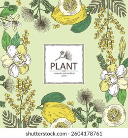 Background with perfumery and medical plants: mimosa flowering branch, gardenia flowers, albizia lankaran, citron fruit. Vector hand drawn illustration.