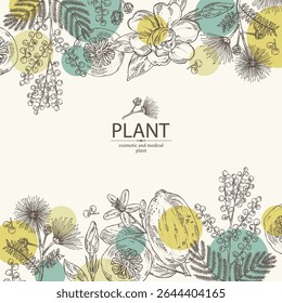 Background with perfumery and medical plants: mimosa flowering branch, gardenia flowers, albizia lankaran, citron fruit. Vector hand drawn illustration.