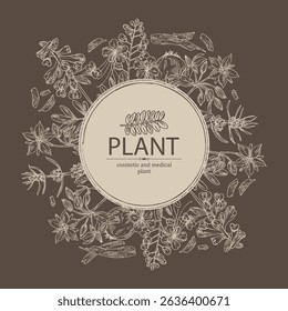 Background with perfumery and medical plants: motherwort Japanese, corydalis ambigua, borago officinalis, caesalpinia. Vector hand drawn illustration
