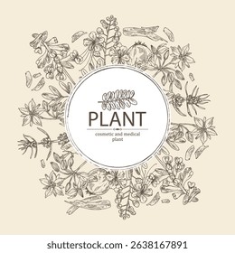 Background with perfumery and medical plants: motherwort Japanese, corydalis ambigua, borago officinalis, caesalpinia. Vector hand drawn illustration