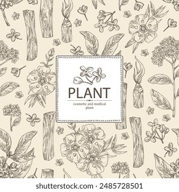 Background with perfumery and medical plants: palo santo sticks, osmanthus, cistus ladanifer, heliotropium. Vector hand drawn illustration.