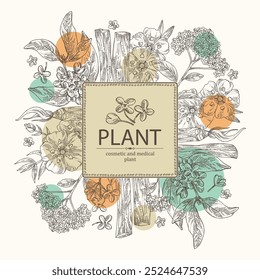 Background with perfumery and medical plants: palo santo sticks, osmanthus, cistus ladanifer, heliotropium. Vector hand drawn illustration.