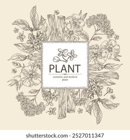 Background with perfumery and medical plants: palo santo sticks, osmanthus, cistus ladanifer, heliotropium. Vector hand drawn illustration.