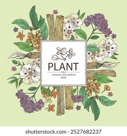 Background with perfumery and medical plants: palo santo sticks, osmanthus, cistus ladanifer, heliotropium. Vector hand drawn illustration.