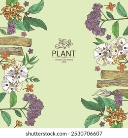 Background with perfumery and medical plants: palo santo sticks, osmanthus, cistus ladanifer, heliotropium. Vector hand drawn illustration.