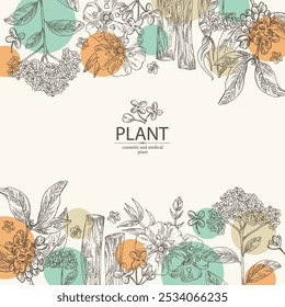 Background with perfumery and medical plants: palo santo sticks, osmanthus, cistus ladanifer, heliotropium. Vector hand drawn illustration.