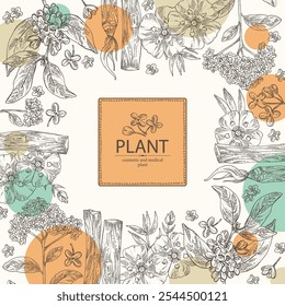 Antecedentes com perfumaria e plantas médicas: palo santo sticks, osmanthus, cistus ladanifer, heliotropium. Ilustração desenhada à mão vetorial.