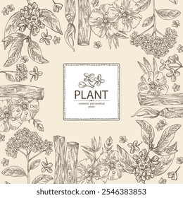 Antecedentes com perfumaria e plantas médicas: palo santo sticks, osmanthus, cistus ladanifer, heliotropium. Ilustração desenhada à mão vetorial.