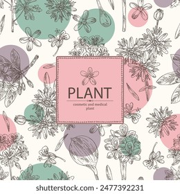Background with perfumery and medical plants: pittosporum tobira, geranium flowers, reseda, eichhornia crassipes. Vector hand drawn illustration