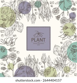 Antecedentes com perfumaria e plantas medicinais: avelã das bruxas, aster tataricus, stemona tuberosa, callicarpa macrophylla. Ilustração desenhada à mão vetorial.