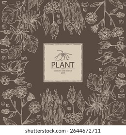 Antecedentes com perfumaria e plantas medicinais: avelã das bruxas, aster tataricus, stemona tuberosa, callicarpa macrophylla. Ilustração desenhada à mão vetorial.