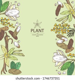 Background With Perfumery Plant: Magnolia Grandiflora Flower, Mimosa Flowers, Vanilla Pod And Flower And Tonka Beans Pod. Cosmetic, Perfumery And Medical Plant. Vector Hand Drawn Illustration