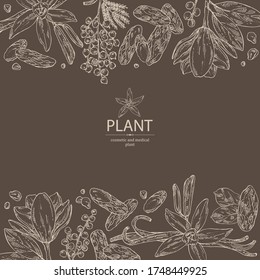 Background with perfumery plant: magnolia grandiflora flower, mimosa flowers, vanilla pod and flower and tonka beans pod. Cosmetic, perfumery and medical plant. Vector hand drawn illustration
