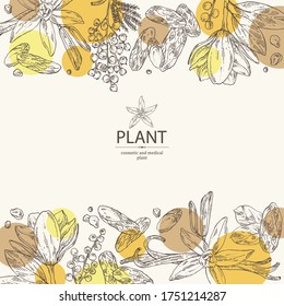 Background with perfumery plant: magnolia grandiflora flower, mimosa flowers, vanilla pod and flower and tonka beans pod. Cosmetic, perfumery and medical plant. Vector hand drawn illustration