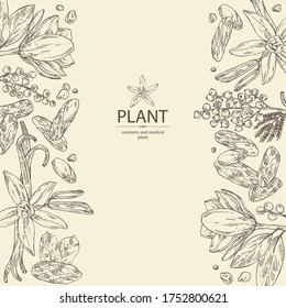 Background with perfumery plant: magnolia grandiflora flower, mimosa flowers, vanilla pod and flower and tonka beans pod. Cosmetic, perfumery and medical plant. Vector hand drawn illustration