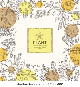 Background With Perfumery Plant: Magnolia Grandiflora Flower, Mimosa Flowers, Vanilla Pod And Flower And Tonka Beans Pod. Cosmetic, Perfumery And Medical Plant. Vector Hand Drawn