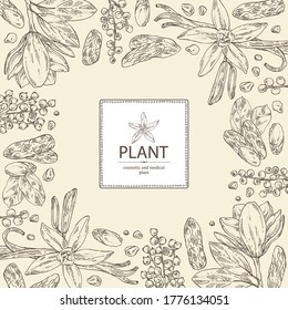 Background With Perfumery Plant: Magnolia Grandiflora Flower, Mimosa Flowers, Vanilla Pod And Flower And Tonka Beans Pod. Cosmetic, Perfumery And Medical Plant. Vector Hand Drawn