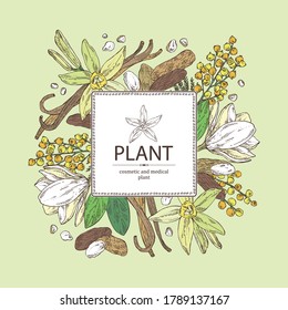 Background With Perfumery Plant: Magnolia Grandiflora Flower, Mimosa Flowers, Vanilla Pod And Flower And Tonka Beans Pod. Cosmetic, Perfumery And Medical Plant. Vector Hand Drawn