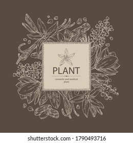 Background With Perfumery Plant: Magnolia Grandiflora Flower, Mimosa Flowers, Vanilla Pod And Flower And Tonka Beans Pod. Cosmetic, Perfumery And Medical Plant. Vector Hand Drawn