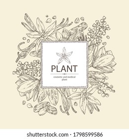 Background With Perfumery Plant: Magnolia Grandiflora Flower, Mimosa Flowers, Vanilla Pod And Flower And Tonka Beans Pod. Cosmetic, Perfumery And Medical Plant. Vector Hand Drawn