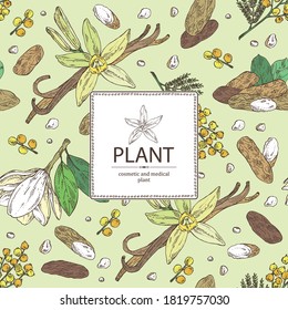 Background With Perfumery Plant: Magnolia Grandiflora Flower, Mimosa Flowers, Vanilla Pod And Flower And Tonka Beans Pod. Cosmetic, Perfumery And Medical Plant. Vector Hand Drawn