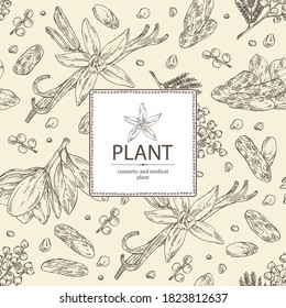 Background With Perfumery Plant: Magnolia Grandiflora Flower, Mimosa Flowers, Vanilla Pod And Flower And Tonka Beans Pod. Cosmetic, Perfumery And Medical Plant. Vector Hand Drawn