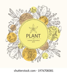 Background With Perfumery Plant: Magnolia Grandiflora Flower, Mimosa Flowers, Vanilla Pod And Flower And Tonka Beans Pod. Cosmetic, Perfumery And Medical Plant. Vector Hand Drawn