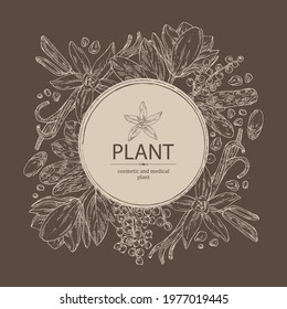 Background With Perfumery Plant: Magnolia Grandiflora Flower, Mimosa Flowers, Vanilla Pod And Flower And Tonka Beans Pod. Cosmetic, Perfumery And Medical Plant. Vector Hand Drawn