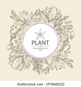 Background With Perfumery Plant: Magnolia Grandiflora Flower, Mimosa Flowers, Vanilla Pod And Flower And Tonka Beans Pod. Cosmetic, Perfumery And Medical Plant. Vector Hand Drawn