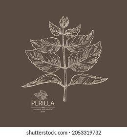 Background with perilla: plant and perilla leaves.  Cosmetic, perfumery and medical plant. Vector hand drawn illustration