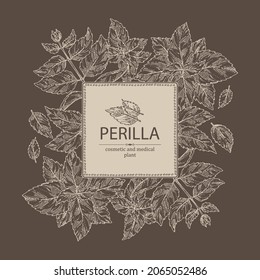 Background with perilla: plant and perilla leaves.  Cosmetic, perfumery and medical plant. Vector hand drawn illustration