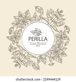 Fondo con perilla: hojas de plantas y perilla.  Cosmética, perfumería y planta médica. Ilustración dibujada a mano por el vector