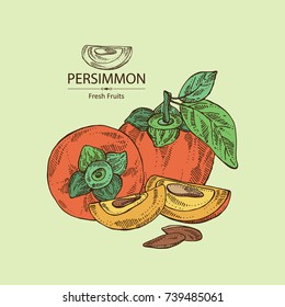 Background with persimmon fruit and persimmon slice. Vector hand drawn illustration.