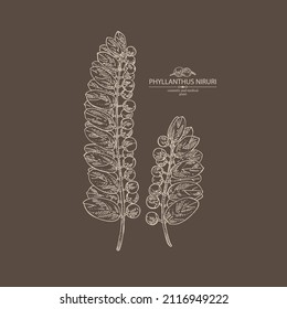 Background with phyllanthus niruri: phyllanthus plant, leaves and phyllanthus niruri berries. Cosmetic, perfumery and medical plant. Vector hand drawn illustration