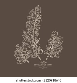 Antecedentes con filanthus niruri: fitosilanthus, hojas y fillanthus niruri berries. Cosmética, perfumería y planta médica. Ilustración dibujada a mano por el vector